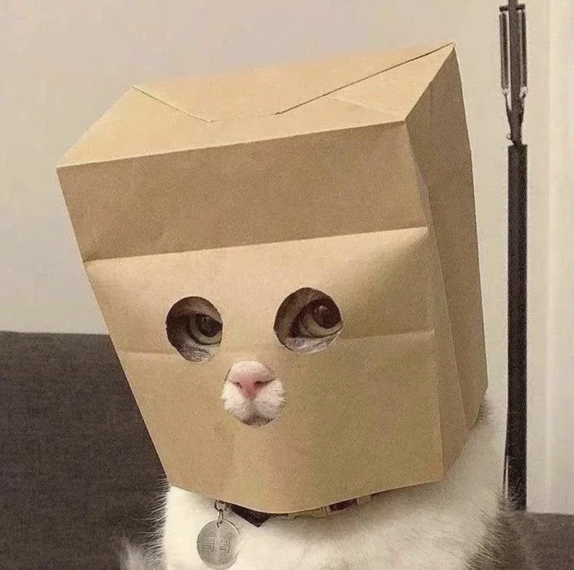 Anonymous Cat logo